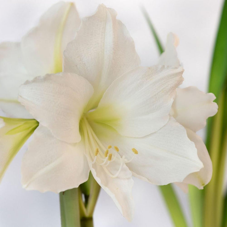 Amaryllis Single Christmas Gift