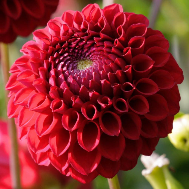 Dahlia Ball Boom Boom Red