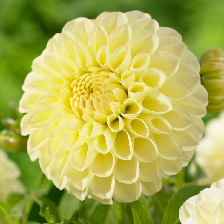 Dahlia Ball Boom Boom Yellow