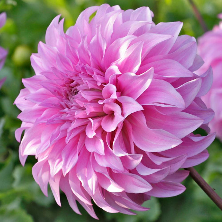 Side view of dinnerplate dahlia Vassio Meggos, showing the immense size of the blossom and its lightly ruffled, lilac pink petals.