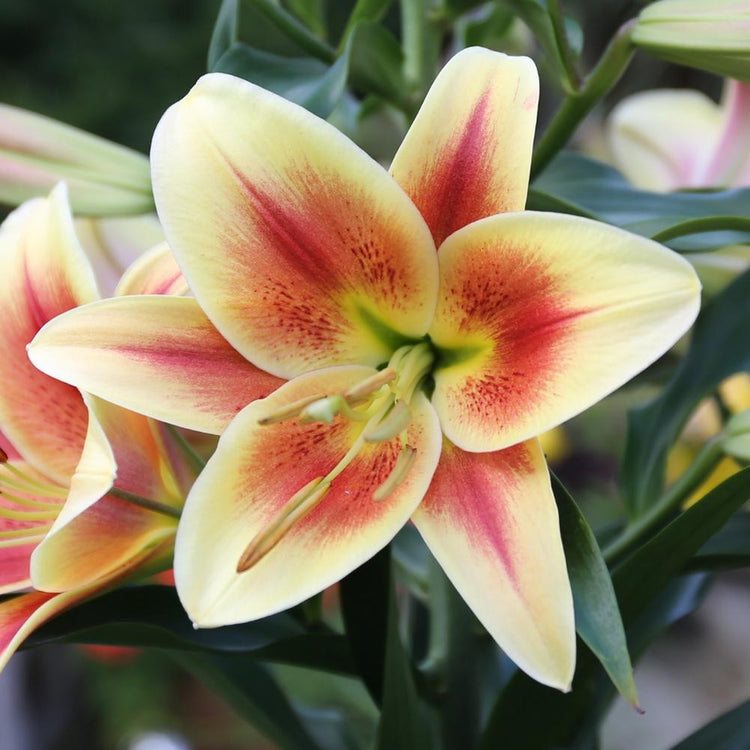 A single blossom of Oriental-Trumpet lily Lavon showing pale yellow petals and a brick red star at the center of the flower.