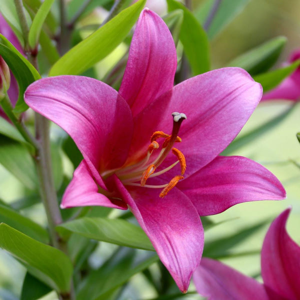 Lily Oriental Trumpet (OT) Purple Prince - 5 bulbs