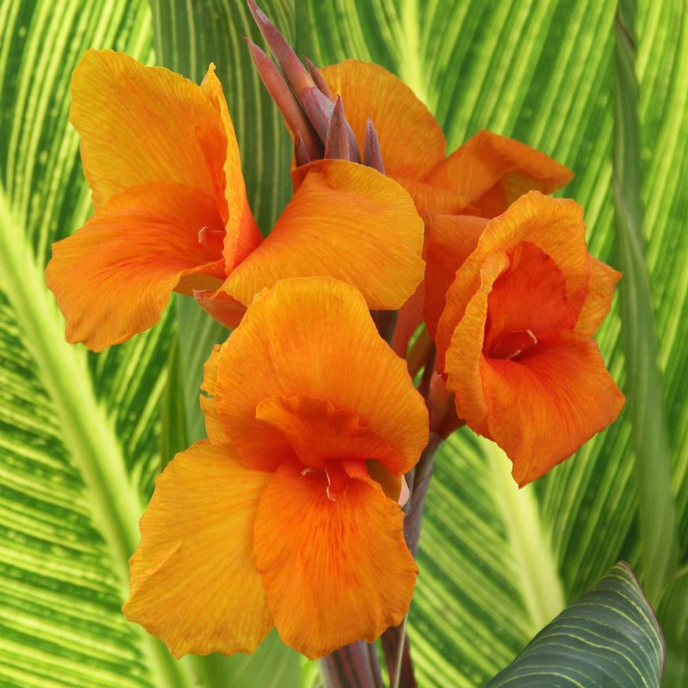 Canna Tall Pretoria - 3 rhizomes - Longfield Gardens