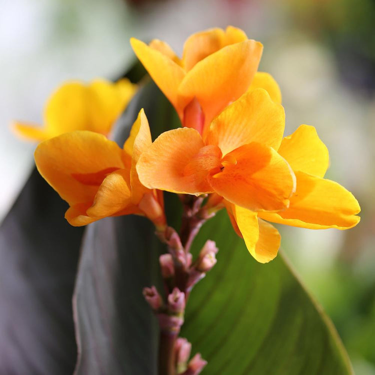 Canna Medium Chocolate Sunrise