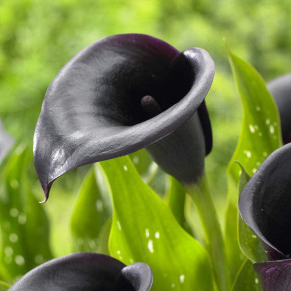 The dark purple and almost black flower of calla lily Night Cap.