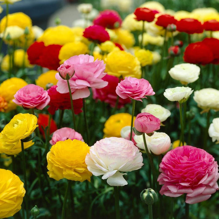 Ranunculus Tomer Assorted Colors (Fall)