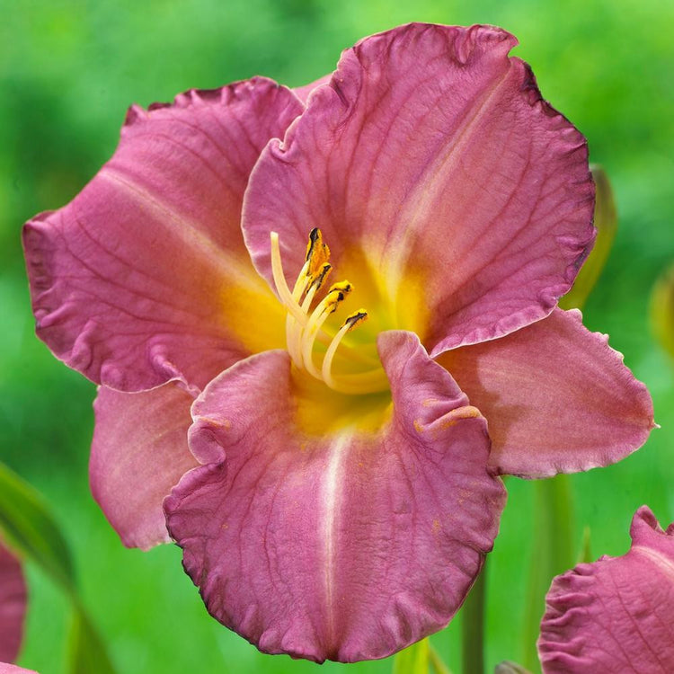 Daylily Entrapment