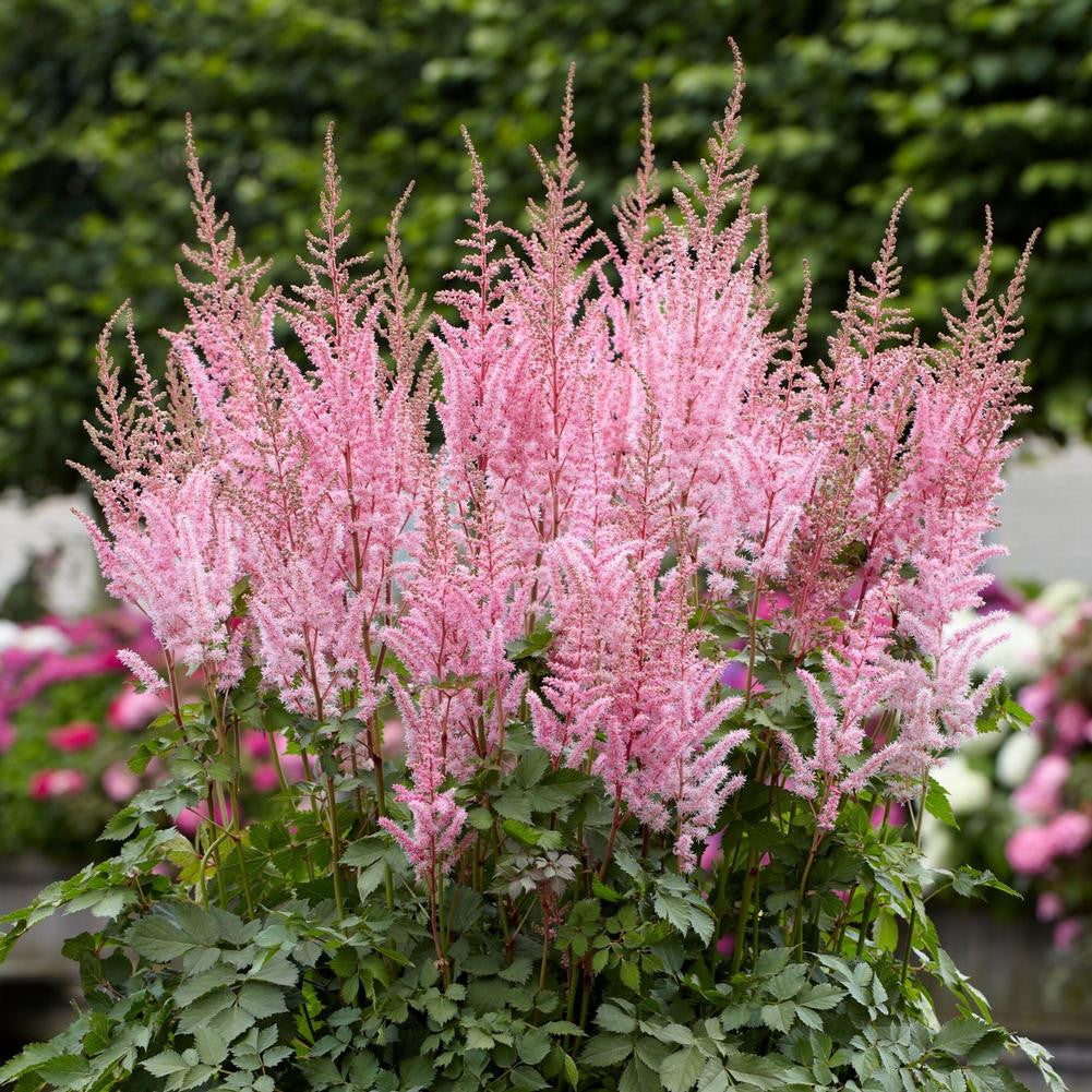 トップス Astilbe Top The Toe Astilbe Chinensis Mighty Pip - 3 bare roots - Longfield Gardens