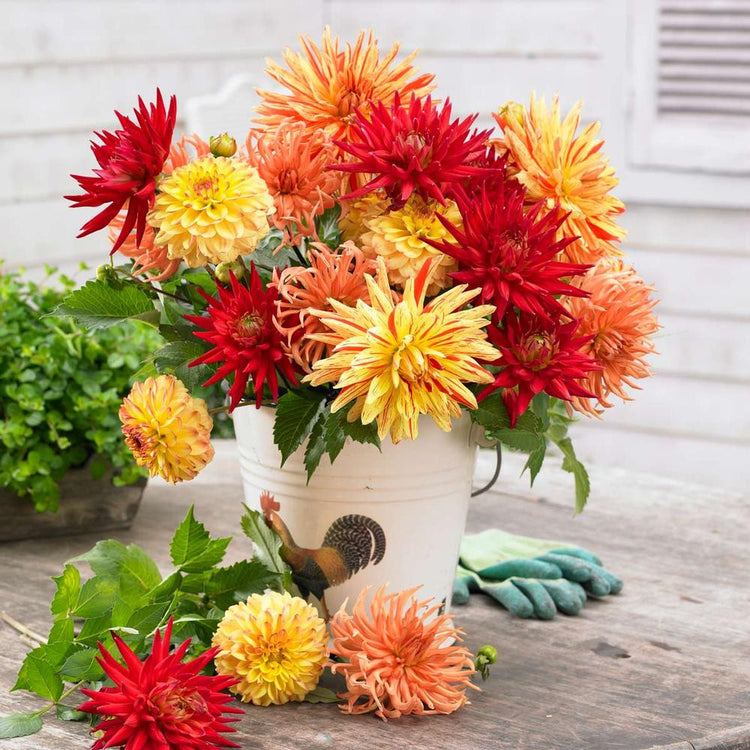 Dahlia Assorted Cactus & Decorative Sunset Mix