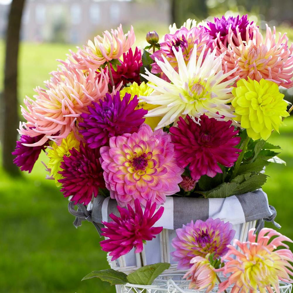 Dahlia Assorted Summer Wine Mix - 5 tubers - Longfield Gardens