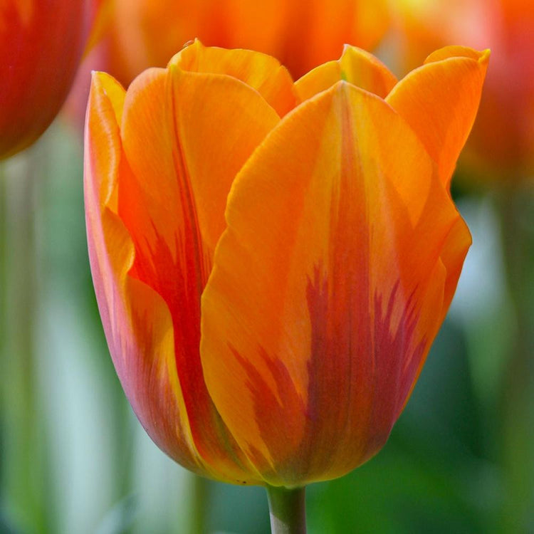 Tulip Triumph Princess Irene