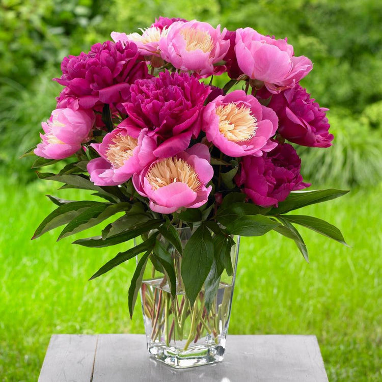 Peony Lactiflora Bunker Hill & Bowl of Beauty