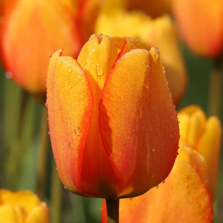 Tulip Darwin Hybrid Blushing Apeldoorn