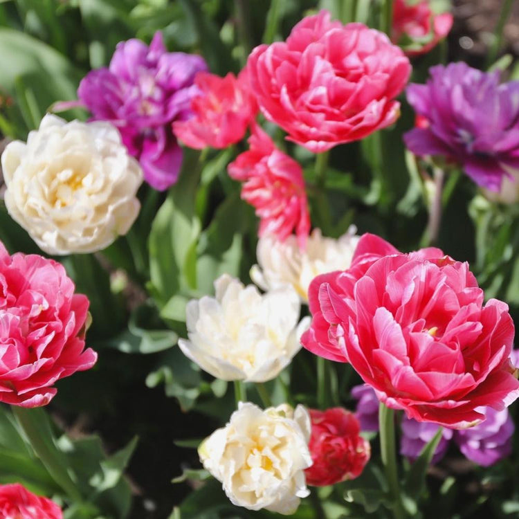 Double late tulip Parade of Pink Mix blooming in a spring garden, with flowers that are white, pink and purple.
