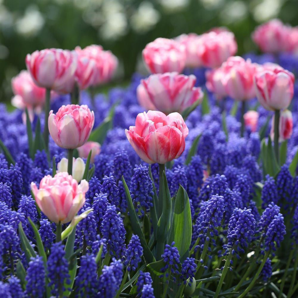 Tulip Double Early Foxtrot - 20 bulbs - Longfield Gardens