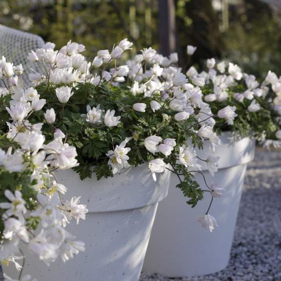 Anemone Blanda White Splendour