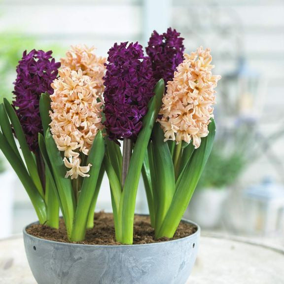 Woodstock and Gypsy Queen hyacinths growing in a simple container that's suitable for display indoors or out.