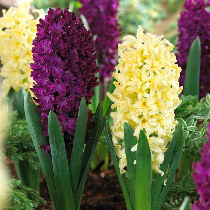 Two varieties of spring-blooming hyacinths, featuring the creamy yellow flowers of City of Haarlem and the purple-burgundy flowers of Woodstock.