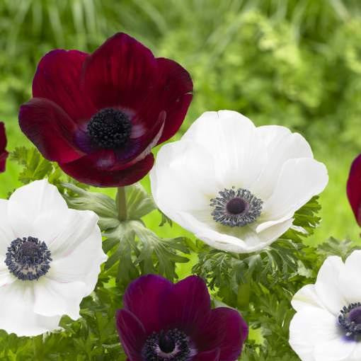 Two types of De Caen anemones, showing the white flowers of Black Eye and the deep maroon flowers of Bordeaux.