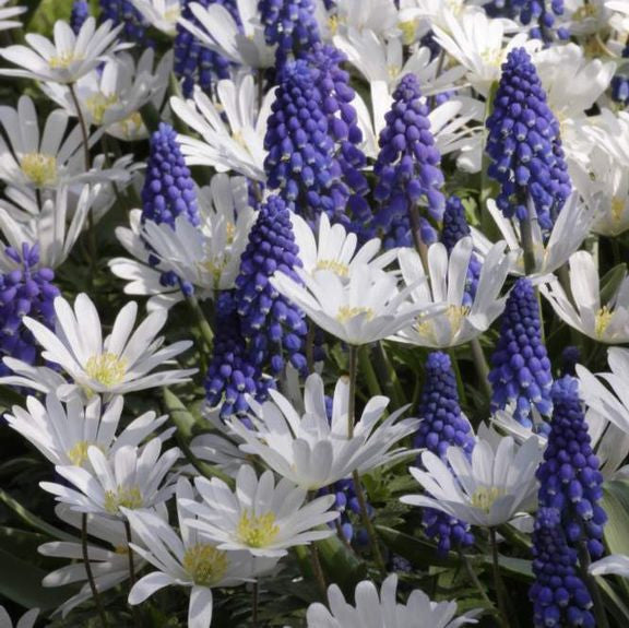 Anemone White Splendour & Muscari Ocean Magic
