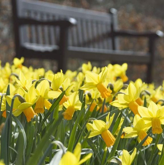 A large planting of yellow and orange spring-blooming daffodil Jetfire.