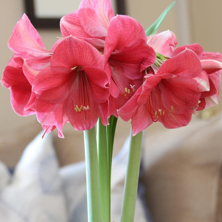Amaryllis Single Lagoon
