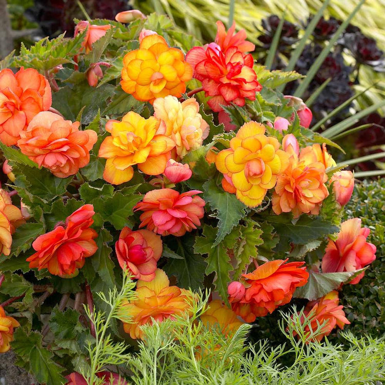 The golden yellow and deep orange flowers of cascading tuberous begonia Golden Balcony.