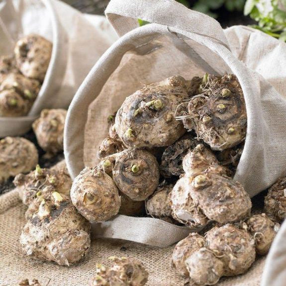 Calla lily bulbs ready for spring planting in a garden or outdoor container.