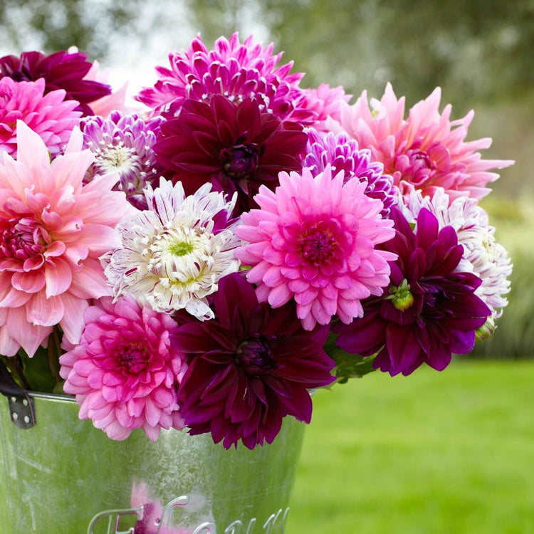 A dozen pink, white and burgundy dinnerplate dahlia flowers in a galvanized bucket, sitting on a lawn near a tree.