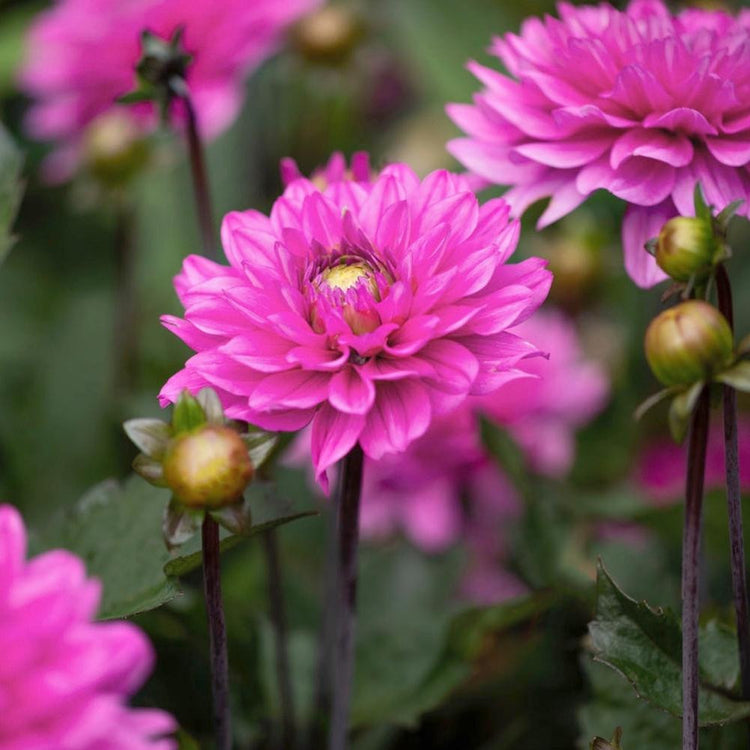 Dahlia Karma Lagoon in a garden showing multiple flowers with vibrant, deep pink petals and dark foliage.