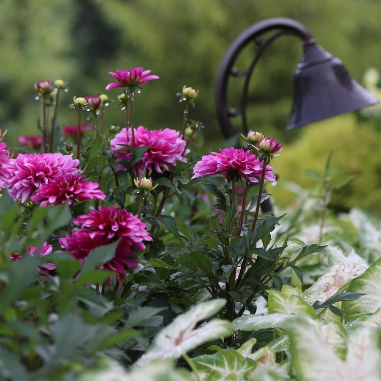Low-growing decorative border dahlia Gallery Art Nouveau in a garden setting, showing multiple deep pink flowers.