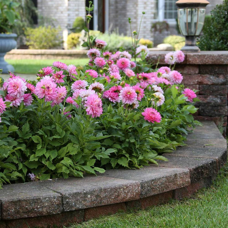 A flower bed filled with the low-growing decorative border dahlia Gallery Bellini, showing this variety's compact height and abundant, brilliant pink flowers.