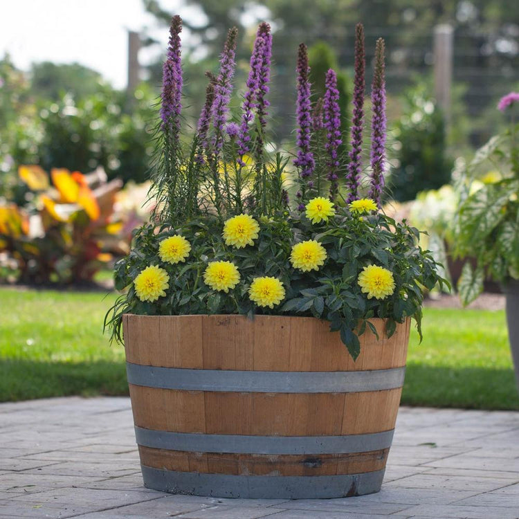 Pale yellow, low-growing border dahlia Serenade flowering in a whiskey barrel along with with liatris.