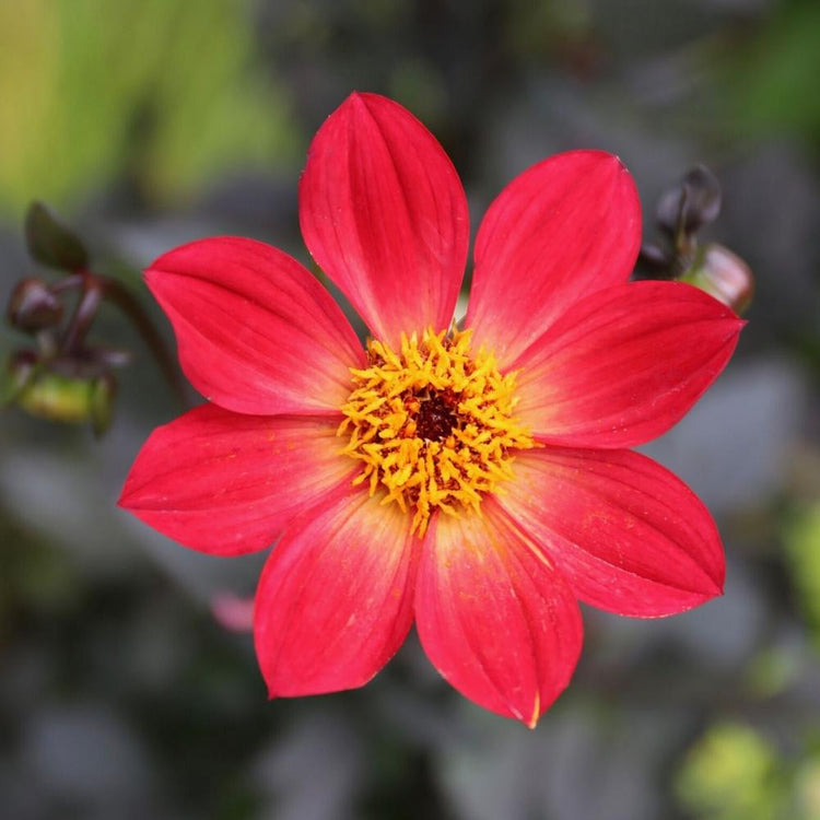 One blossom of the bright red single dahlia HS Flame with this variety's dark maroon foliage in the background.