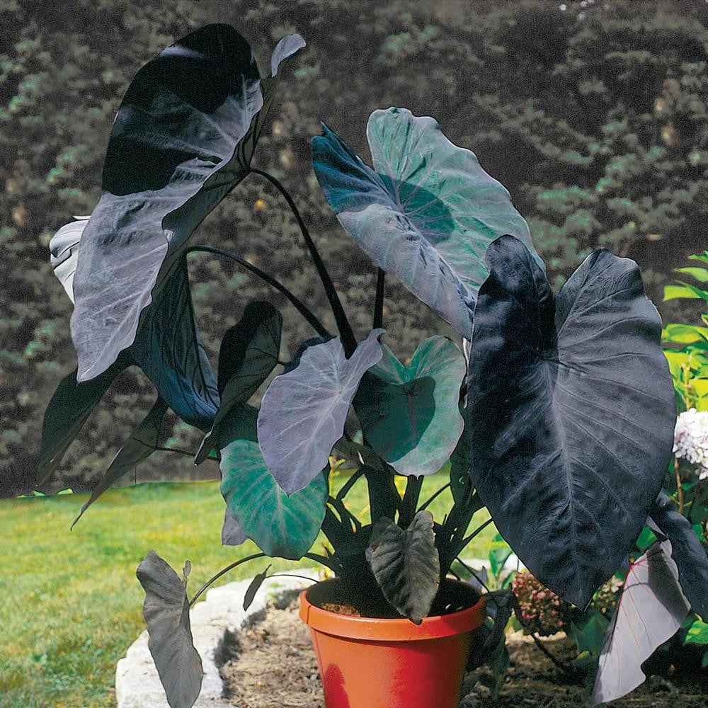 black elephant ear plant bunnings Colocasia Esculenta Black Magic - 1 bulb