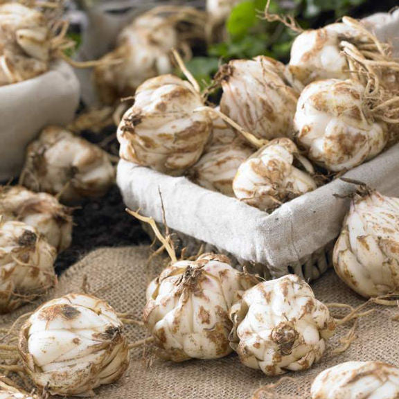 Dozens of lily bulbs on a tabletop ready for planting in a garden or landscape.