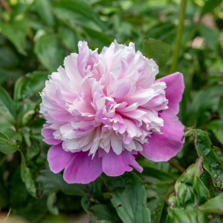 Peony Lactiflora Lady Liberty