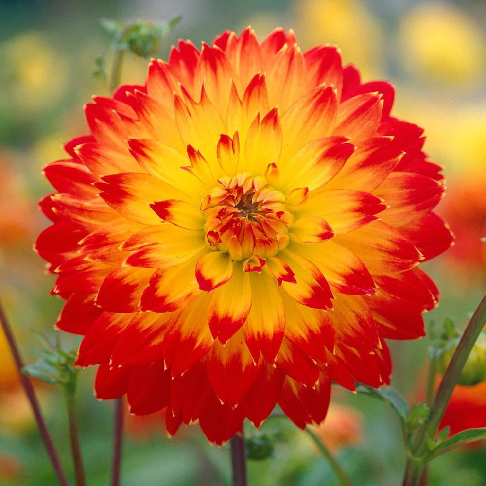 Dahlia Decorative Procyon - 2 tuber clumps - Longfield Gardens