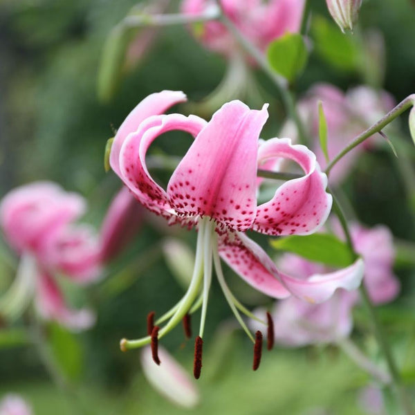 Lily Species Black Beauty - 5 bulbs