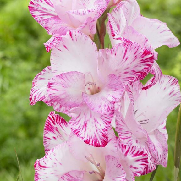 Close up of the ruffled, white and hot pink florets of gladiolus My Love.