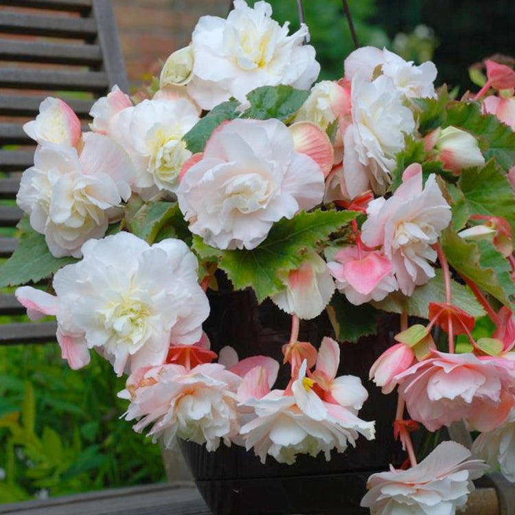 The fragrant flowers of Odorata White, a cascading white tuberous begonia.