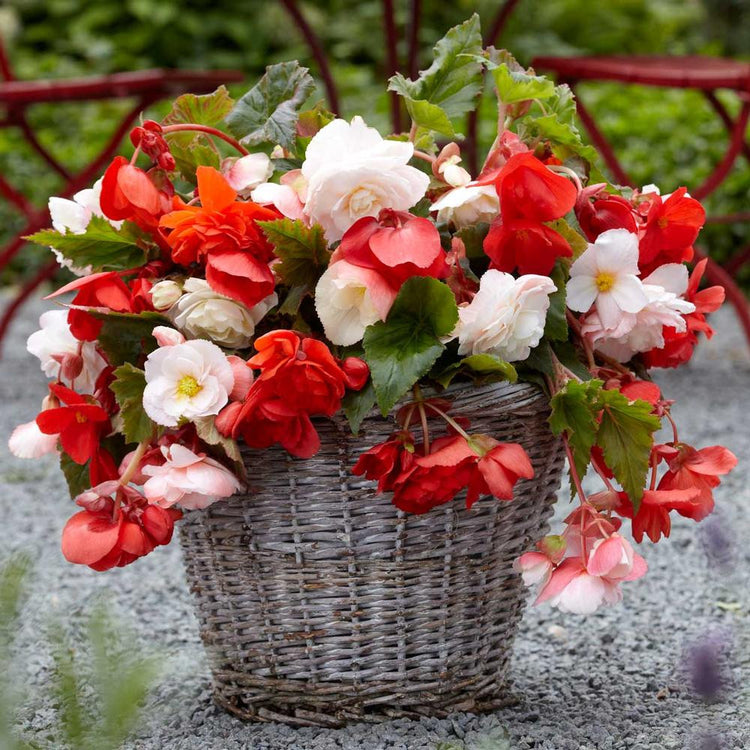 Begonia Upright Double Odorata White & Red