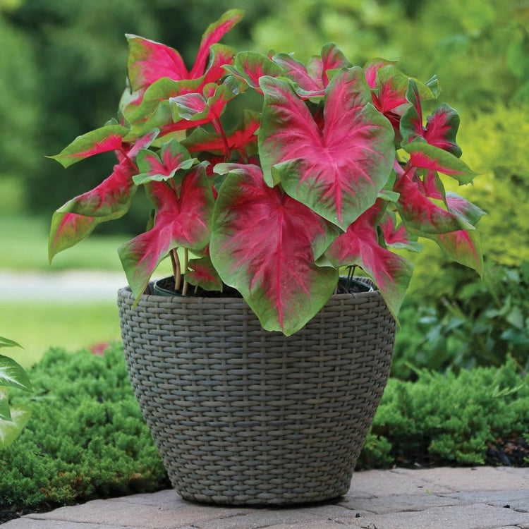 The red leaf caladium Postman Joyner growing in a large container on a shady home patio.