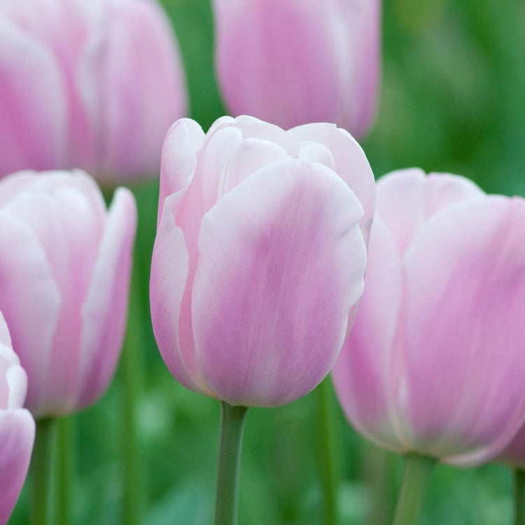 A group of Synaeda Amor Triumph tulips showing mature flowers with soft pink petals that fade to white at the edges, giving the blossoms a two-tone effect.
