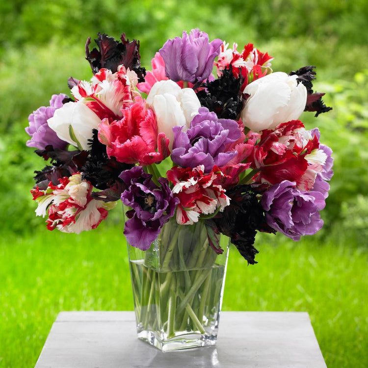 Plum Parrot tulip mix displayed in a vase with flowers in hues of maroon, purple, white, and white and red stripes.