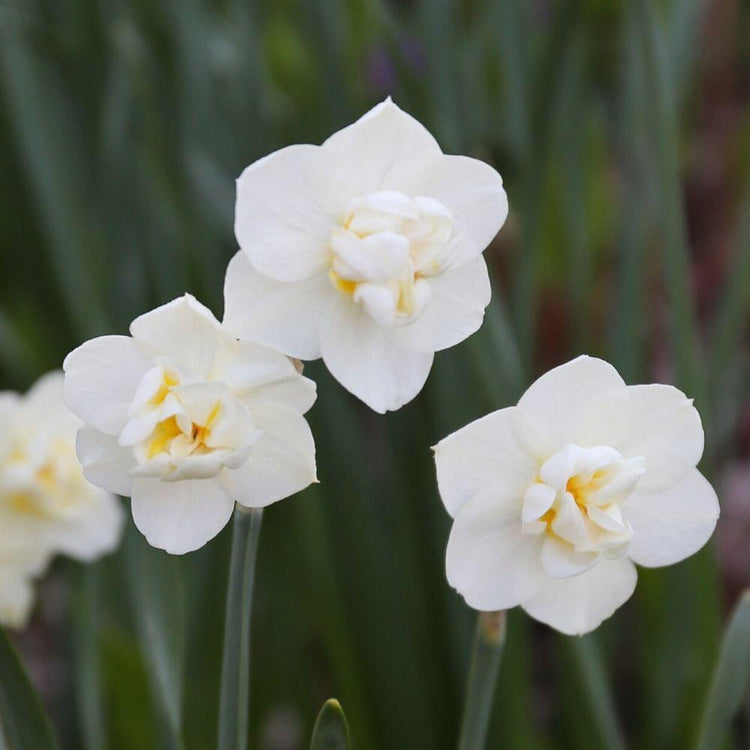 Close up of daffodil Cheerfulness, showing the fragrant, creamy white blossoms of this heirloom double narcissus.