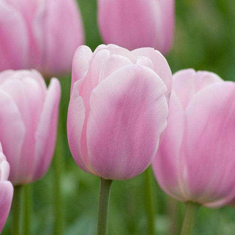 Group of Early Glory triumph tulips showing the various shades of light and dark pink in each of the flowers.