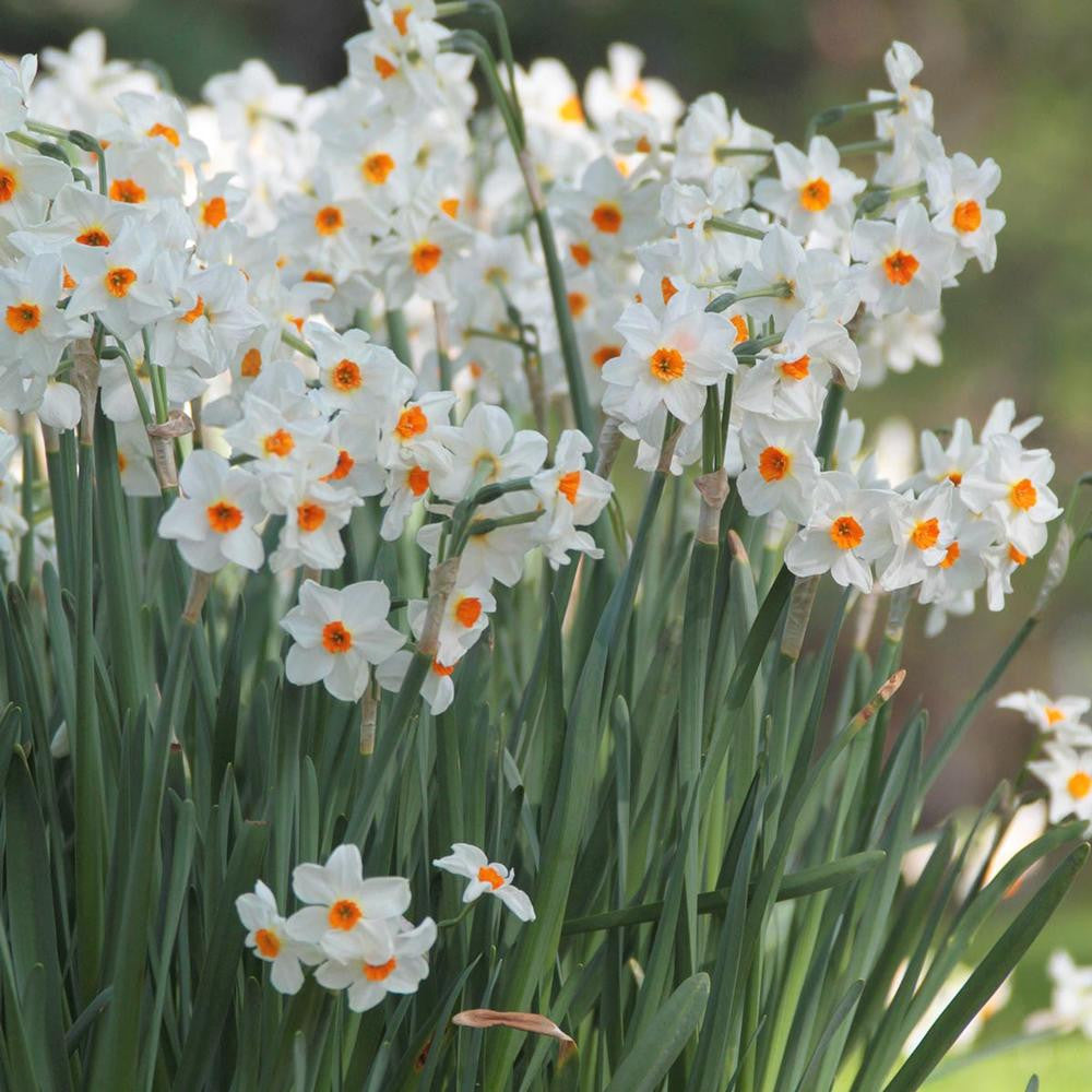 Daffodil Tazetta Cragford - 20 bulbs - Longfield Gardens