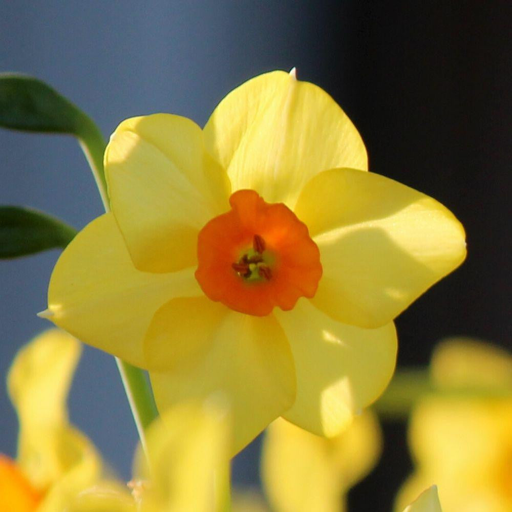 Daffodil Tazetta Falconet - 20 bulbs - Longfield Gardens