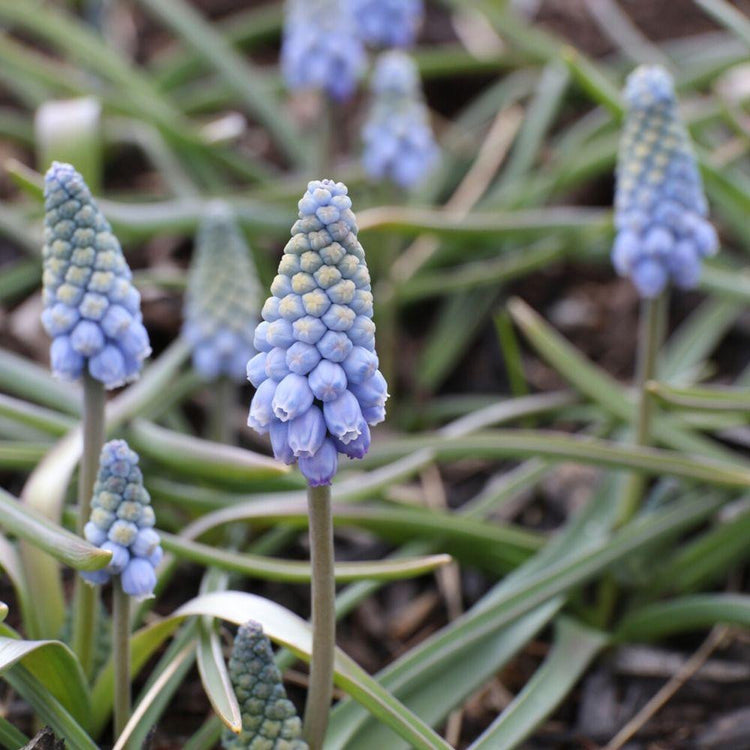 The pale blue flowers of muscari Valerie Finnis, an uncommon type of grape hyacinth.